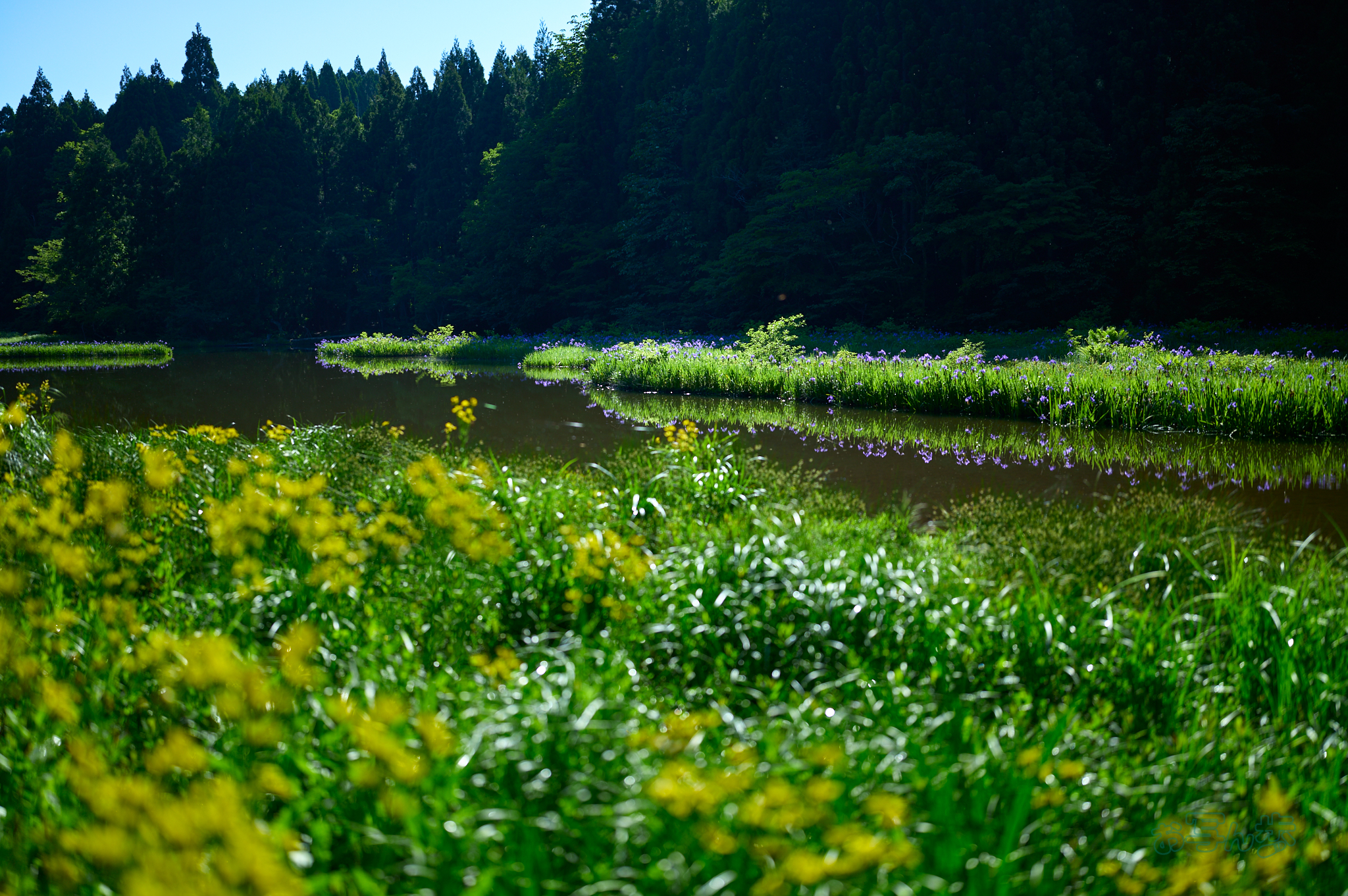 https://www.yaotomi.co.jp/blog/walk/SDIM7149co%2C35%20mm%2CF1.4%2Ciso100%28DNG%29.jpg