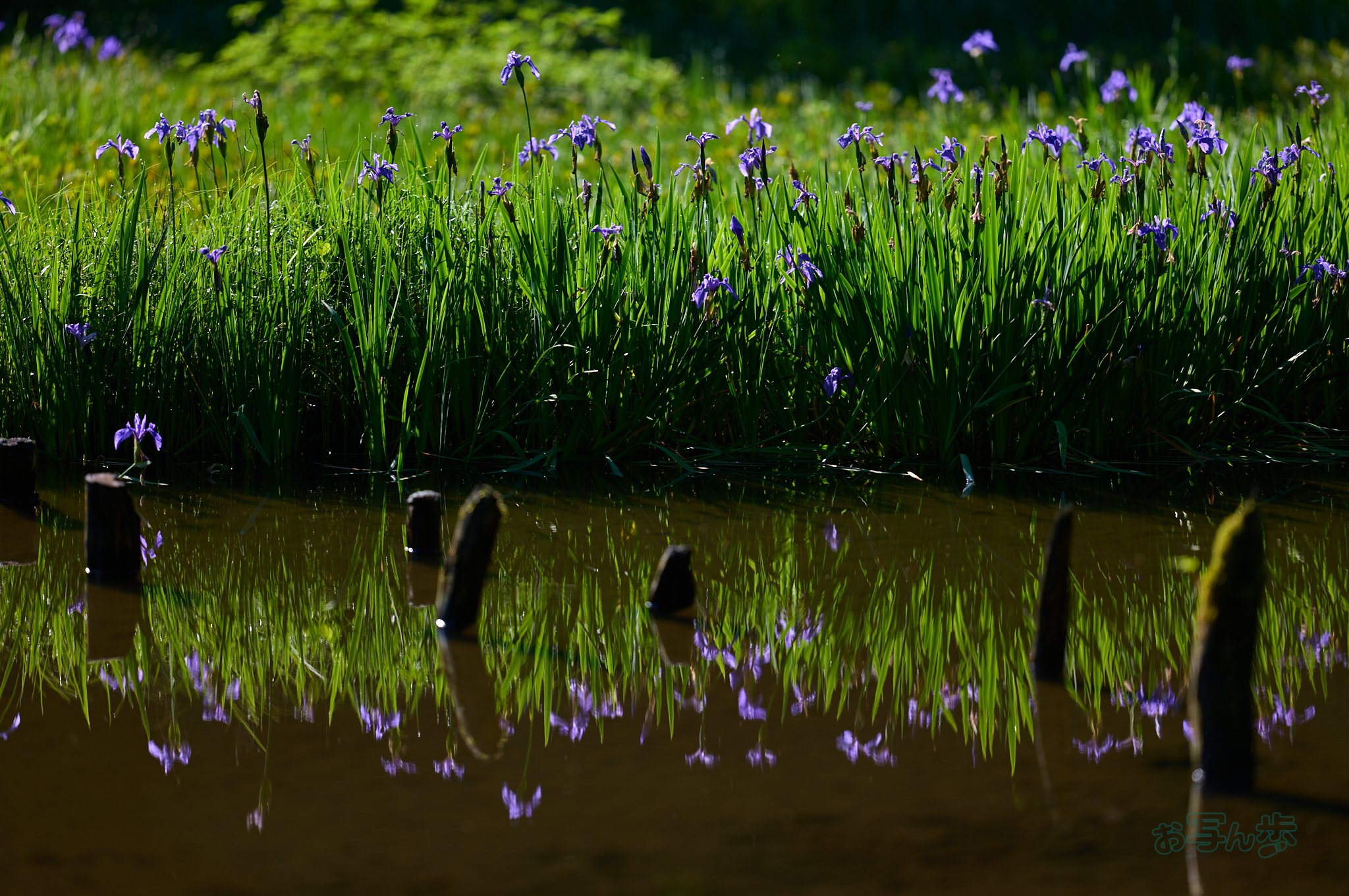 https://www.yaotomi.co.jp/blog/walk/SDIM7165co%2C200%20mm%2CF2%2Ciso100%28DNG%29.jpg