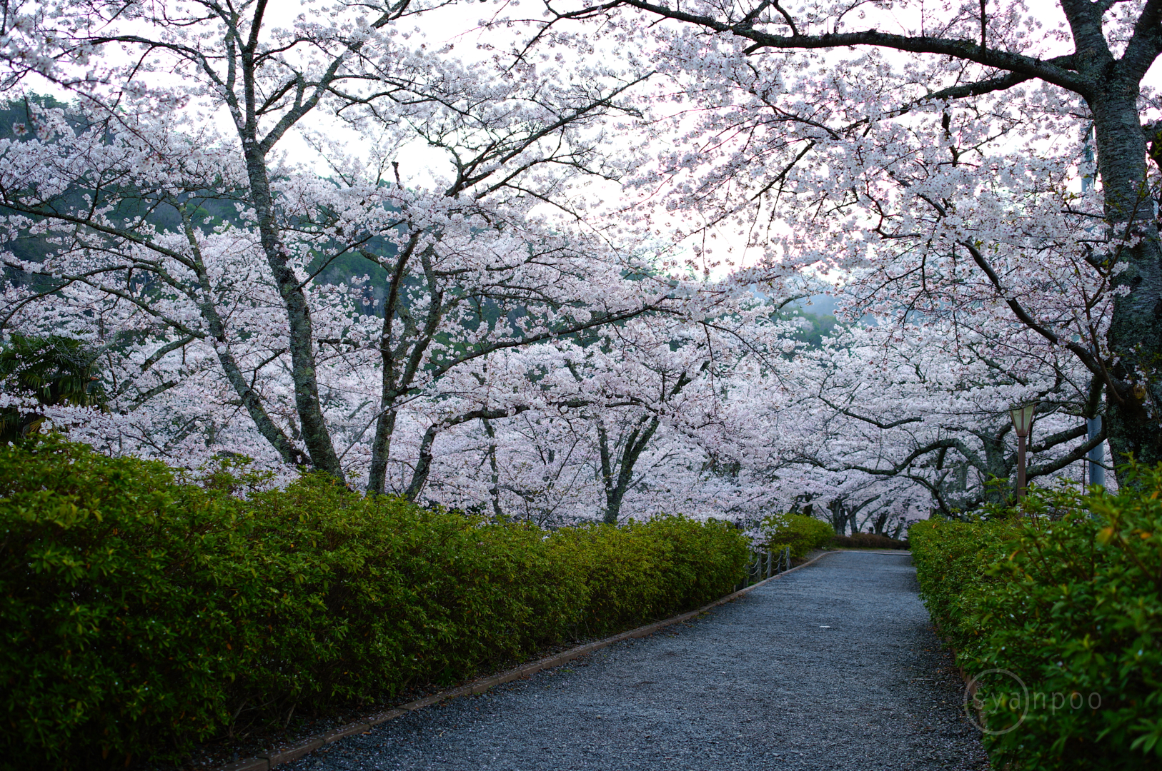 https://www.yaotomi.co.jp/blog/walk/SDIM7172%2C23%20mm%2CF2%2Ciso100%28JPEG%29%201.jpg