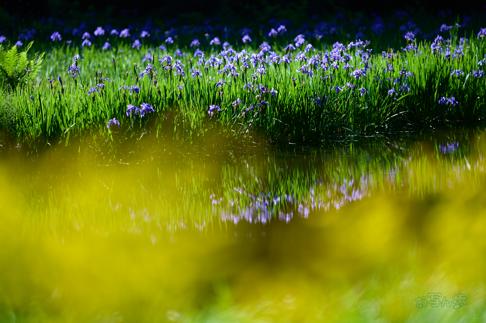 https://www.yaotomi.co.jp/blog/walk/SDIM7172co%2C200%20mm%2CF2%2Ciso100%28DNG%29.jpg
