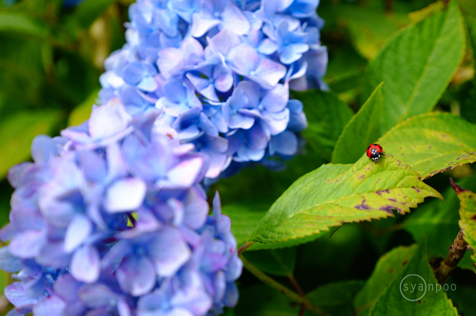 https://www.yaotomi.co.jp/blog/walk/SDIM7210%2C28%20mm%2CF3.2%2Ciso100%28JPEG%29.jpg