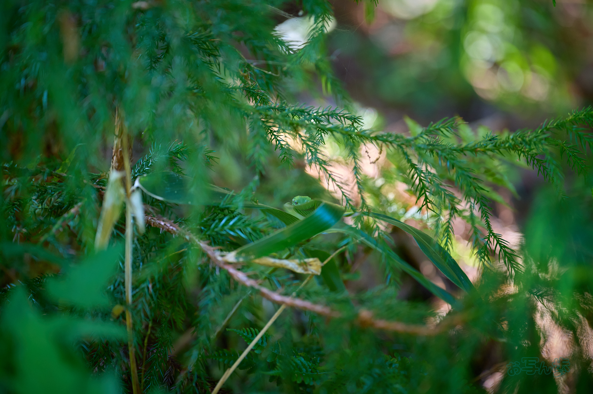 https://www.yaotomi.co.jp/blog/walk/SDIM7237co%2C200%20mm%2CF2%2Ciso1000%28DNG%29.jpg