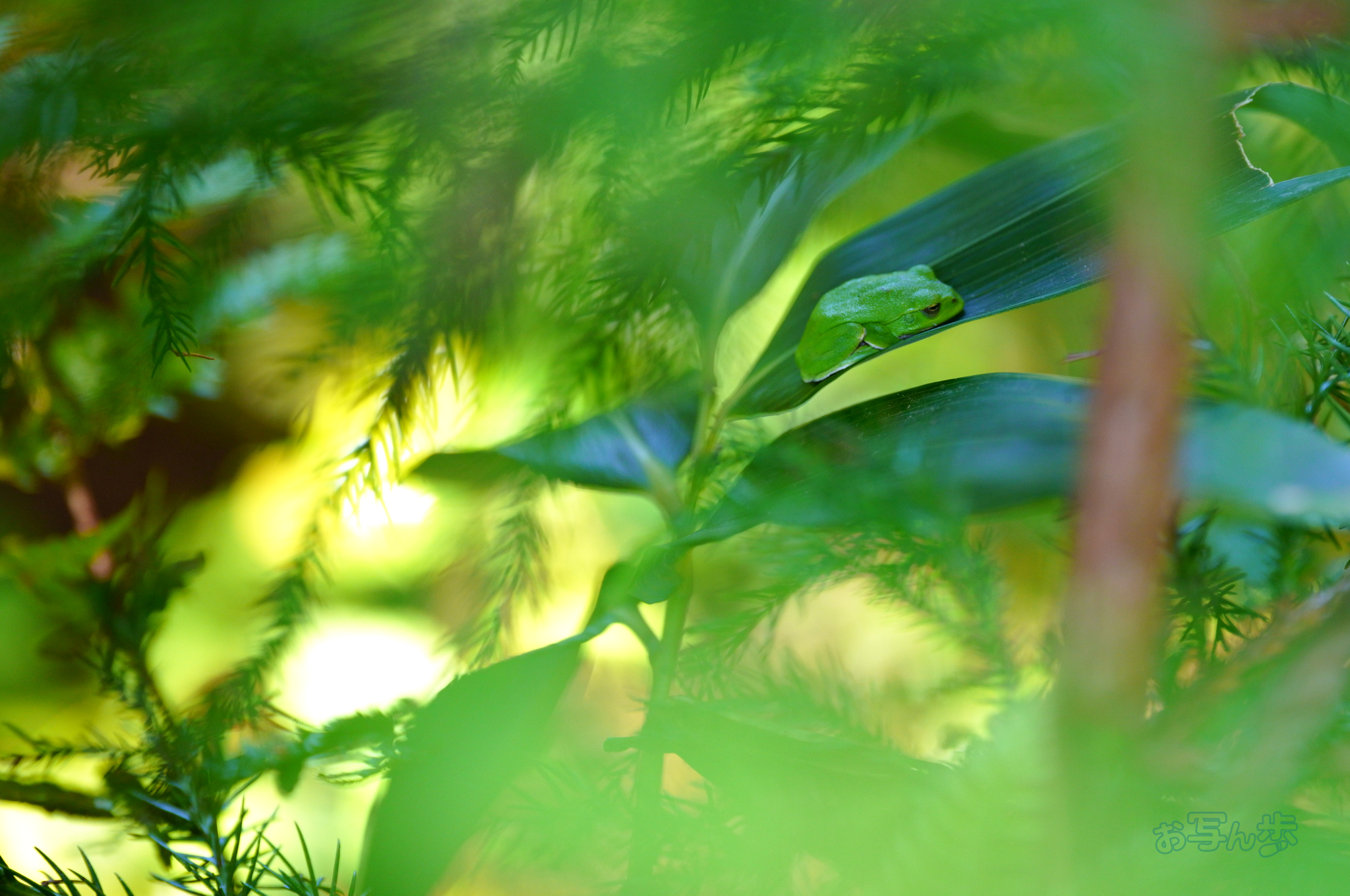 https://www.yaotomi.co.jp/blog/walk/SDIM7242co%2C200%20mm%2CF2%2Ciso1000%28JPEG%29.jpg