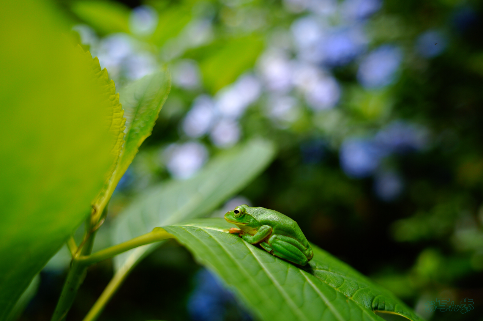 https://www.yaotomi.co.jp/blog/walk/SDIM7252%2C20%20mm%2CF1.8%2C1-160%20%E7%A7%92%2Ciso100%28JPEG%29.jpg