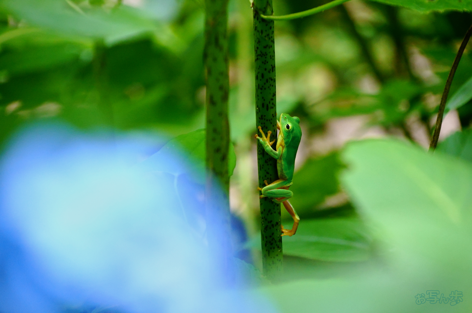 https://www.yaotomi.co.jp/blog/walk/SDIM7297%2C191%20mm%2CF6.5%2C1-320%20%E7%A7%92%2Ciso5000%28JPEG%29.jpg