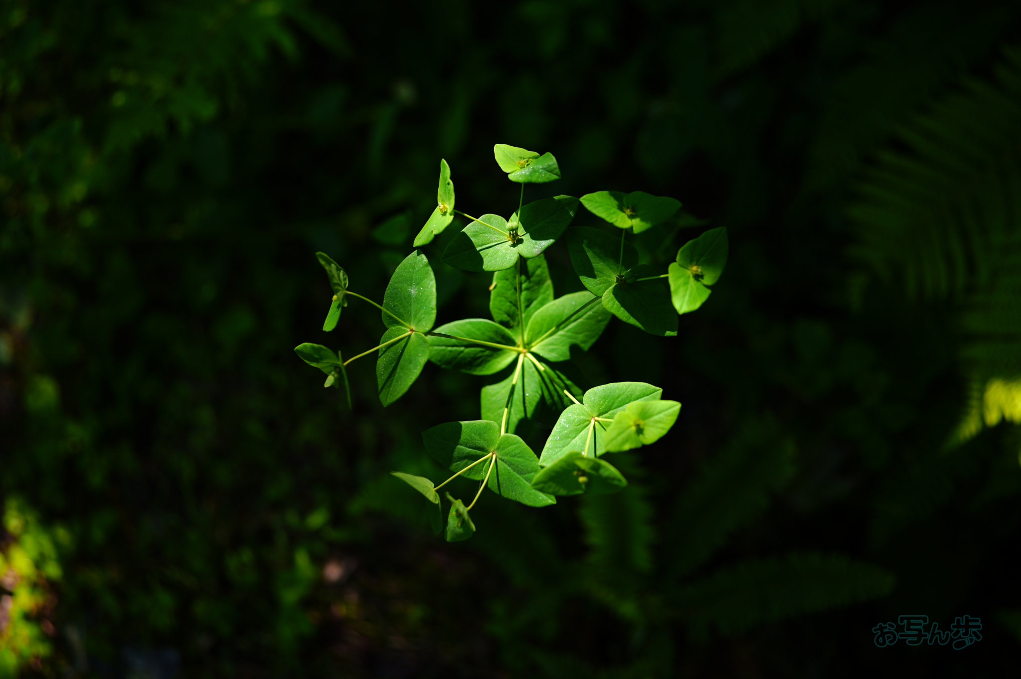 https://www.yaotomi.co.jp/blog/walk/SDIM7304co%2C35%20mm%2CF1.6%2Ciso100%28JPEG%29.jpg
