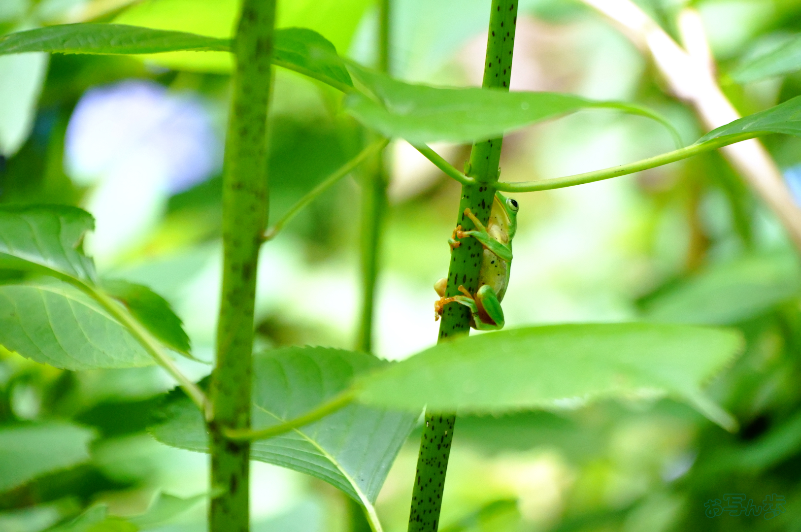 https://www.yaotomi.co.jp/blog/walk/SDIM7315%2C192%20mm%2CF6.5%2C1-250%20%E7%A7%92%2Ciso6400%28JPEG%29.jpg