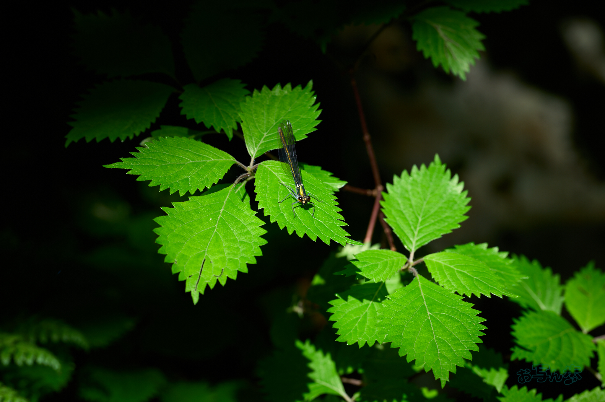 https://www.yaotomi.co.jp/blog/walk/SDIM7328co%2C200%20mm%2CF5.7%2Ciso125%28DNG%29.jpg