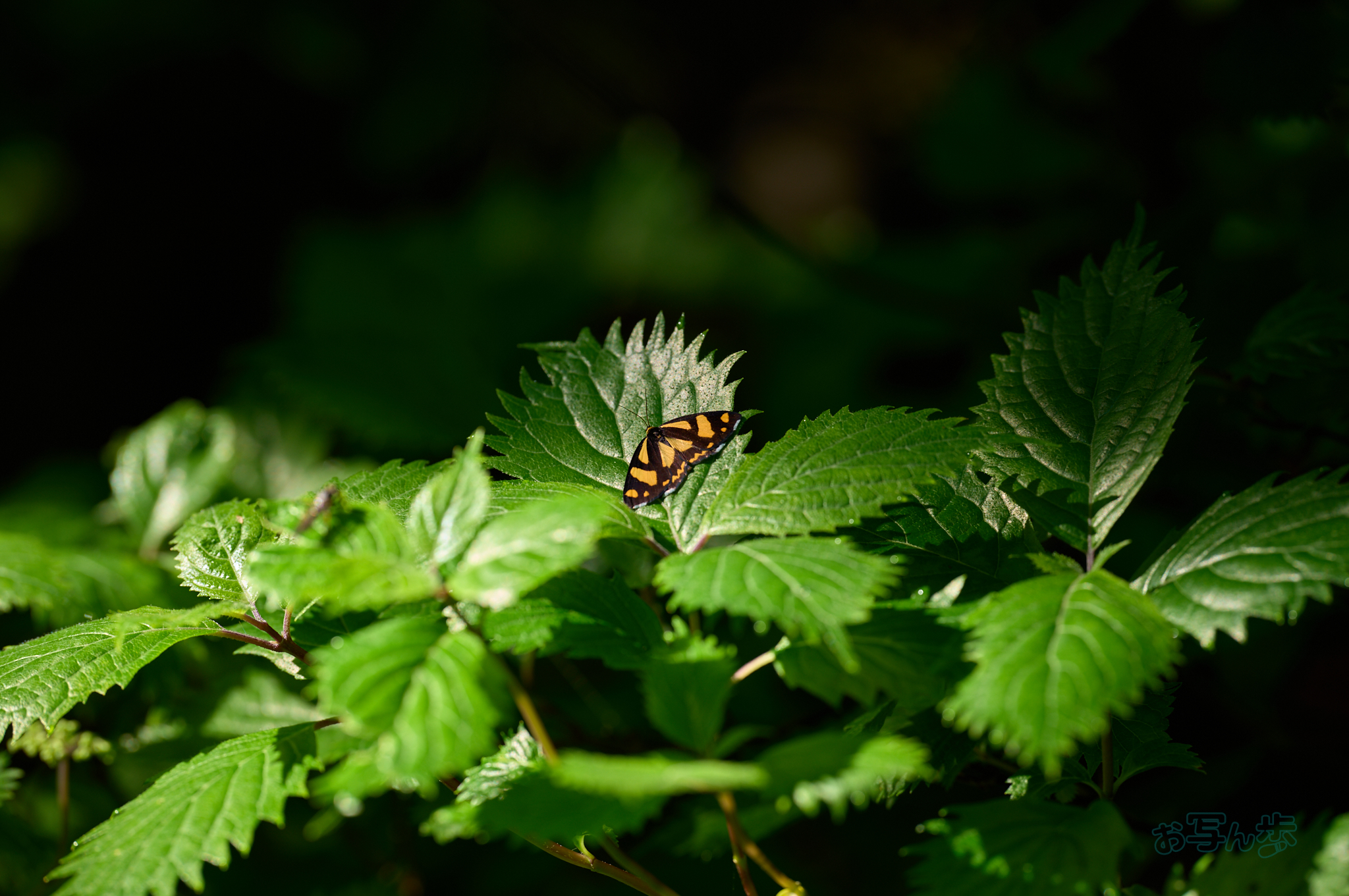 https://www.yaotomi.co.jp/blog/walk/SDIM7356co%2C200%20mm%2CF4%2Ciso125%28DNG%29.jpg