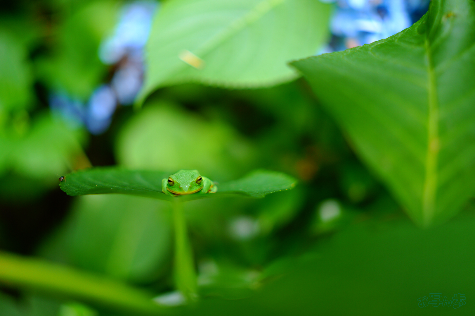 https://www.yaotomi.co.jp/blog/walk/SDIM7402%2C40%20mm%2CF1.8%2C1-80%20%E7%A7%92%2Ciso100%28JPEG%29.jpg