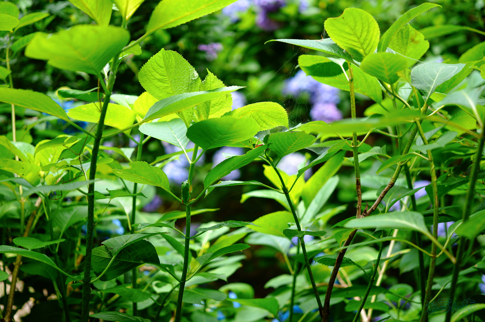 https://www.yaotomi.co.jp/blog/walk/SDIM7413%2C40%20mm%2CF1.8%2C1-160%20%E7%A7%92%2Ciso100%28JPEG%29.jpg