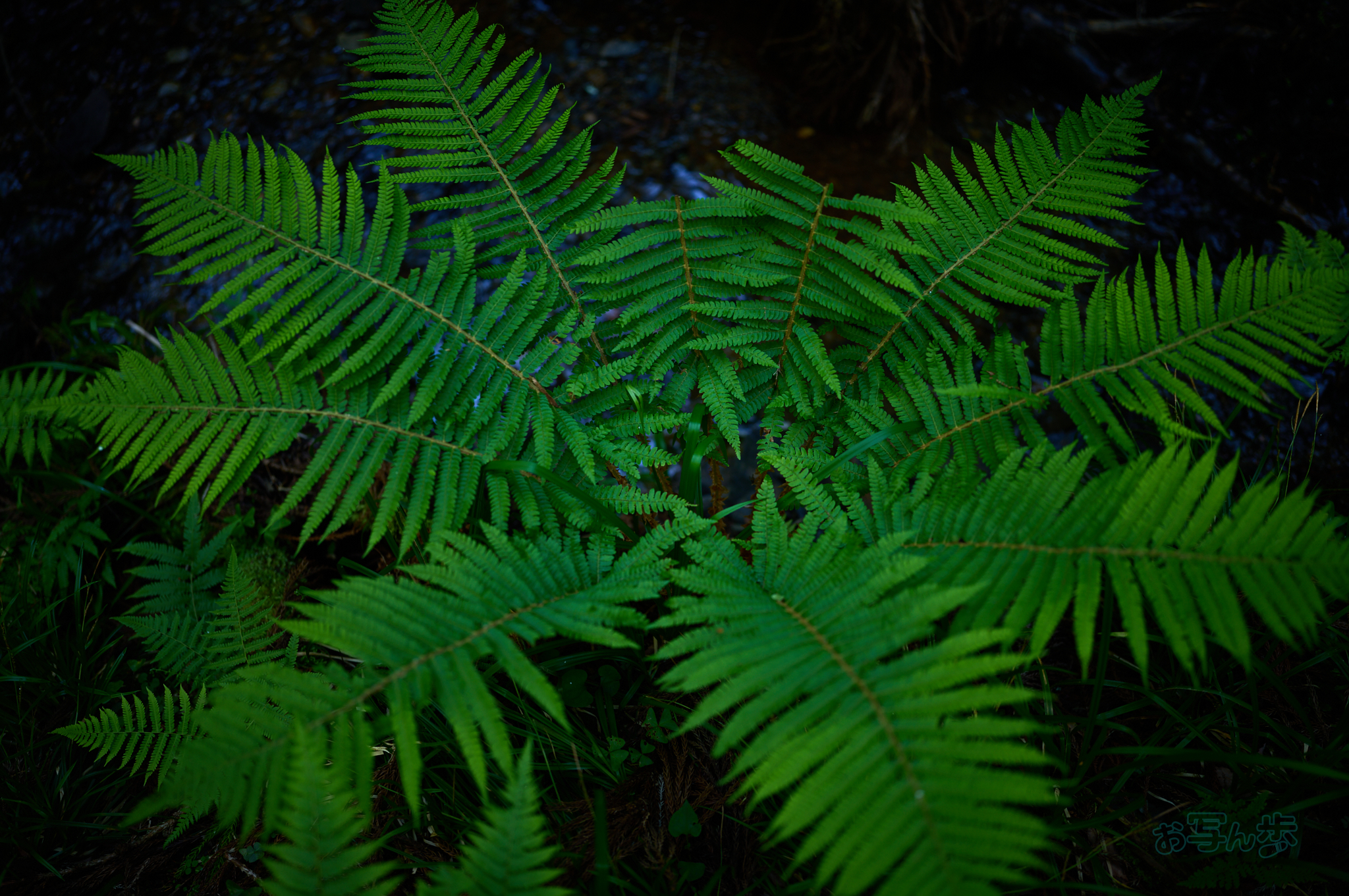 https://www.yaotomi.co.jp/blog/walk/SDIM7417co%2C35%20mm%2CF1.4%2Ciso100%28DNG%29.jpg