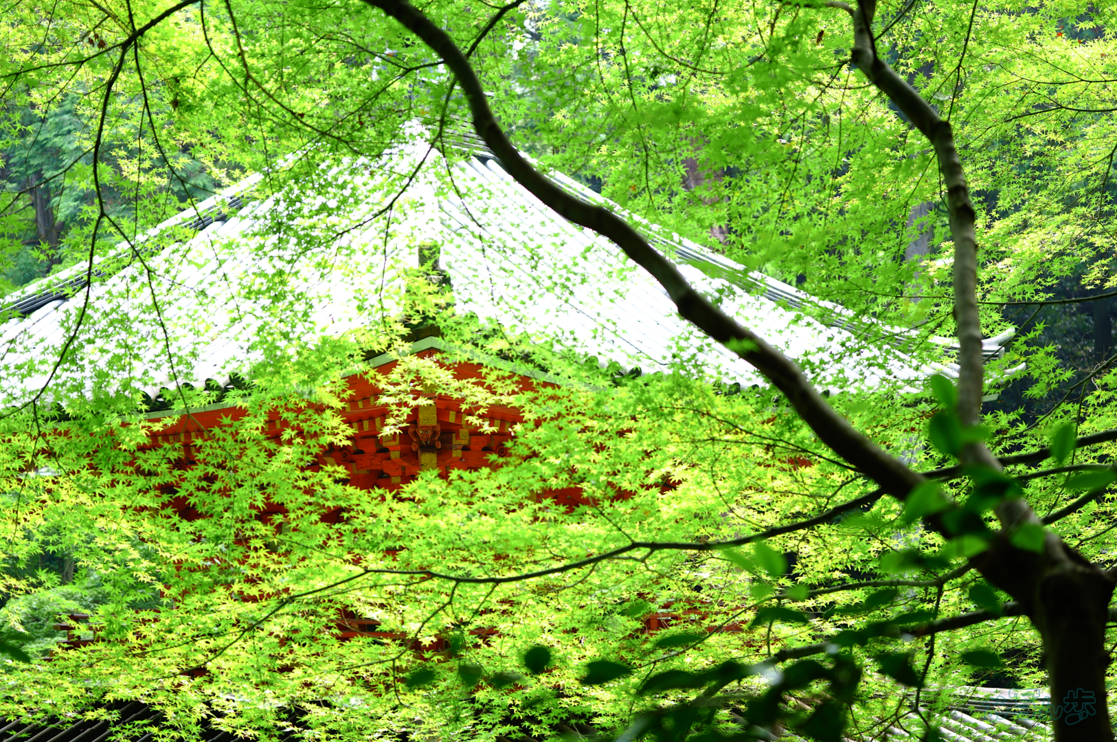 https://www.yaotomi.co.jp/blog/walk/SDIM7424%2C40%20mm%2CF1.8%2C1-125%20%E7%A7%92%2Ciso100%28JPEG%29.jpg