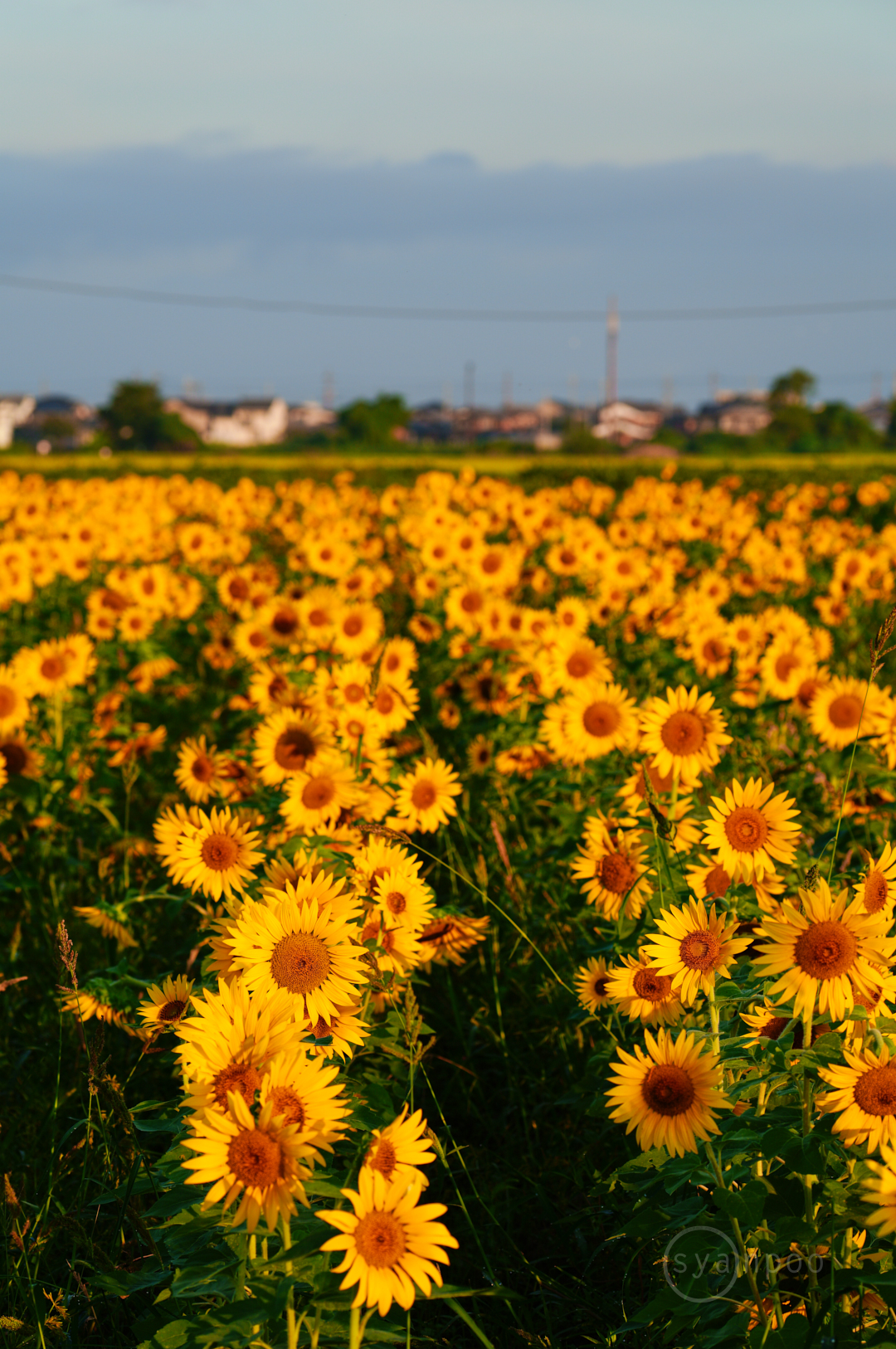 https://www.yaotomi.co.jp/blog/walk/SDIM7432%2C185%20mm%2CF10%2Ciso160%28JPEG%29.jpg