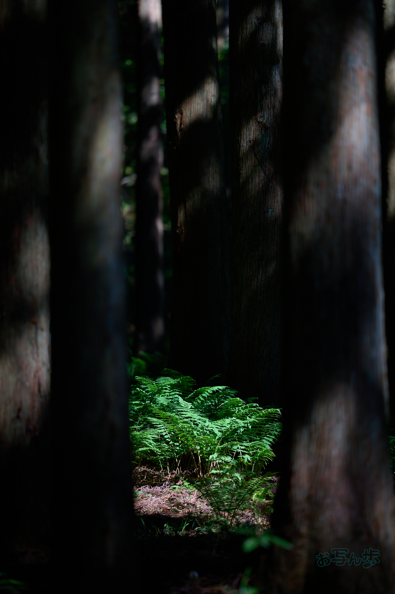 https://www.yaotomi.co.jp/blog/walk/SDIM7447co%2C200%20mm%2CF2%2Ciso100%28DNG%29.jpg