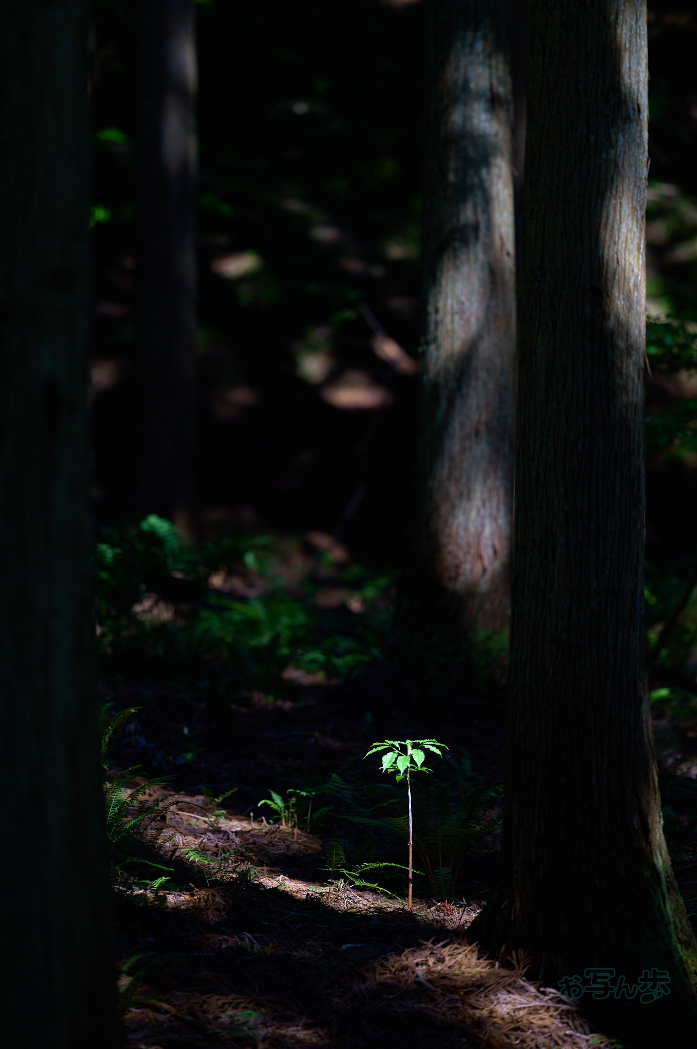 https://www.yaotomi.co.jp/blog/walk/SDIM7450co%2C200%20mm%2CF2%2Ciso100%28DNG%29.jpg