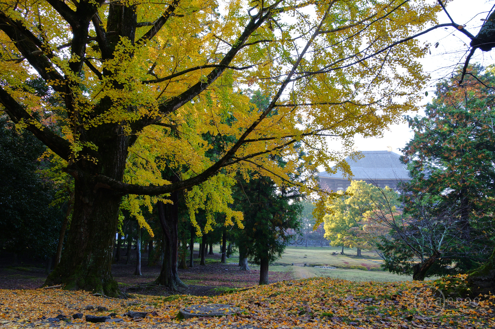 https://www.yaotomi.co.jp/blog/walk/SDIM7462%2C18%20mm%2CF9%2Ciso200%28JPEG%29.jpg