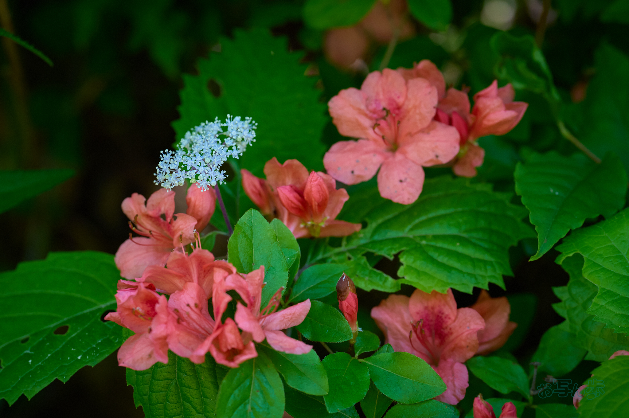 https://www.yaotomi.co.jp/blog/walk/SDIM7467co%2C200%20mm%2CF4%2Ciso800%28DNG%29.jpg