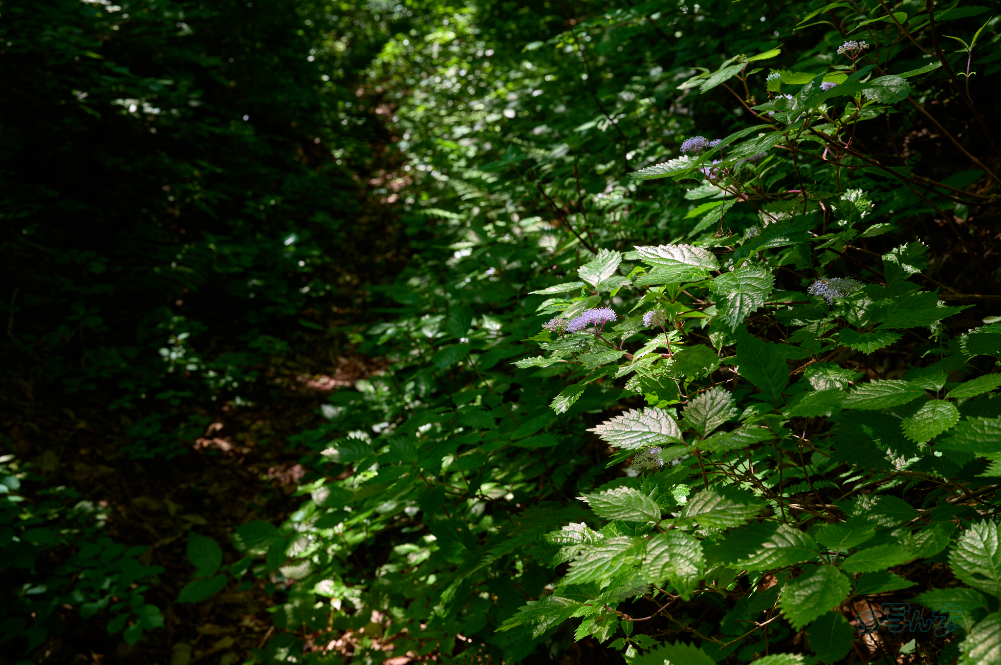 https://www.yaotomi.co.jp/blog/walk/SDIM7579co%2C35%20mm%2CF7.1%2Ciso100%28DNG%29.jpg