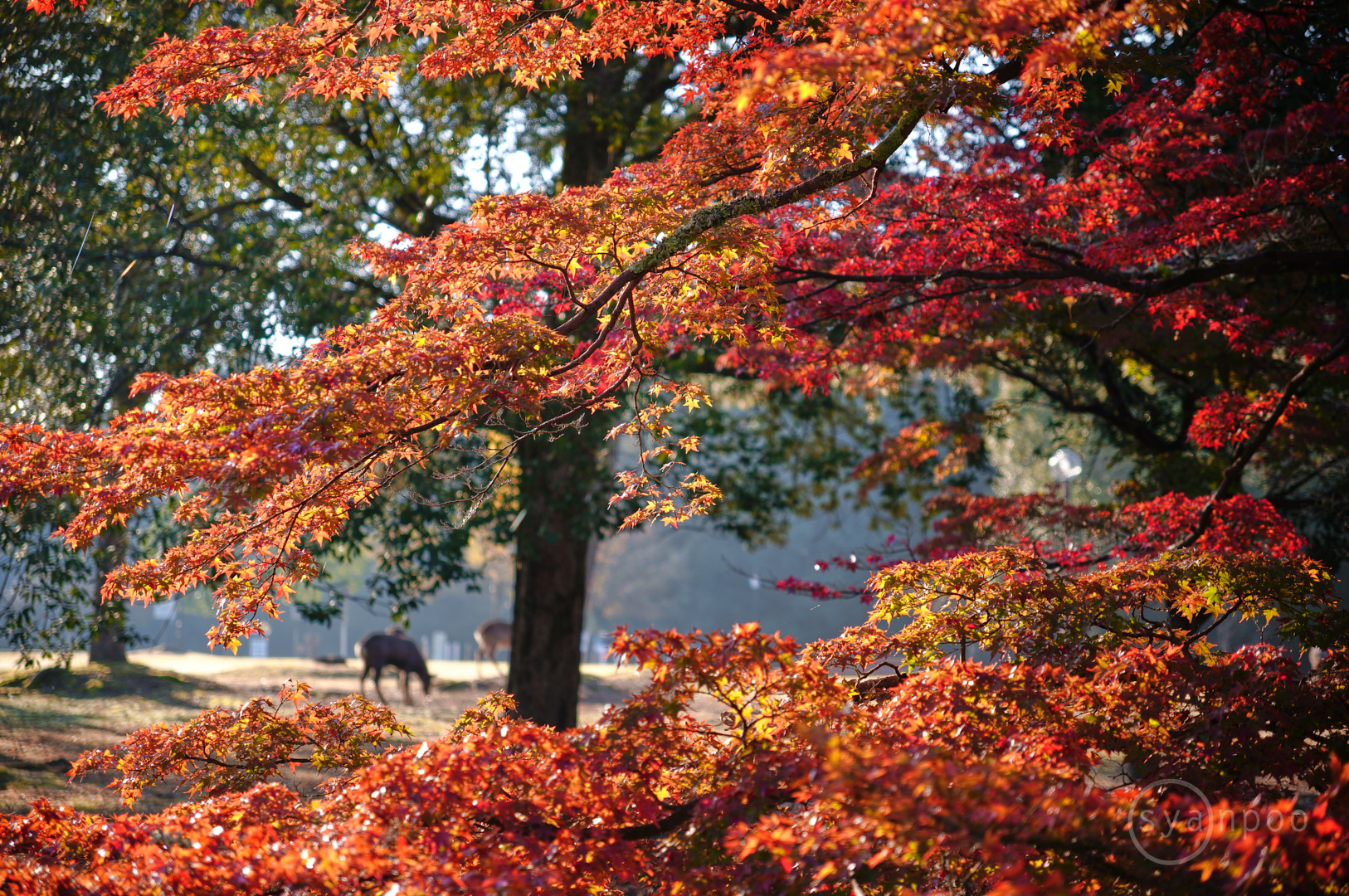 https://www.yaotomi.co.jp/blog/walk/SDIM7581%2C50%20mm%2CF2.8%2Ciso100%28JPEG%29.jpg