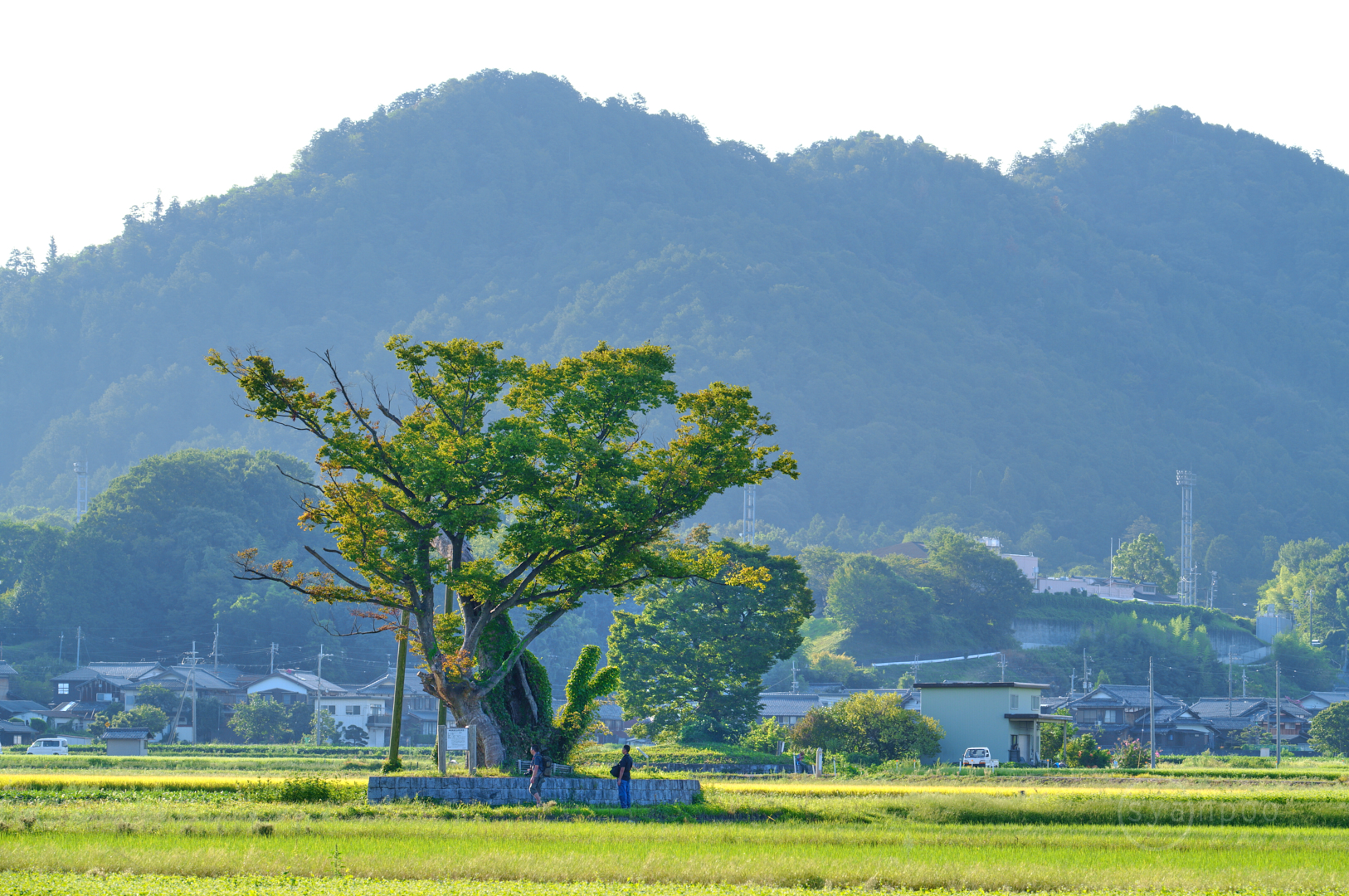 https://www.yaotomi.co.jp/blog/walk/SDIM7582%2C165%20mm%2CF10%2Ciso250%28JPEG%29.jpg