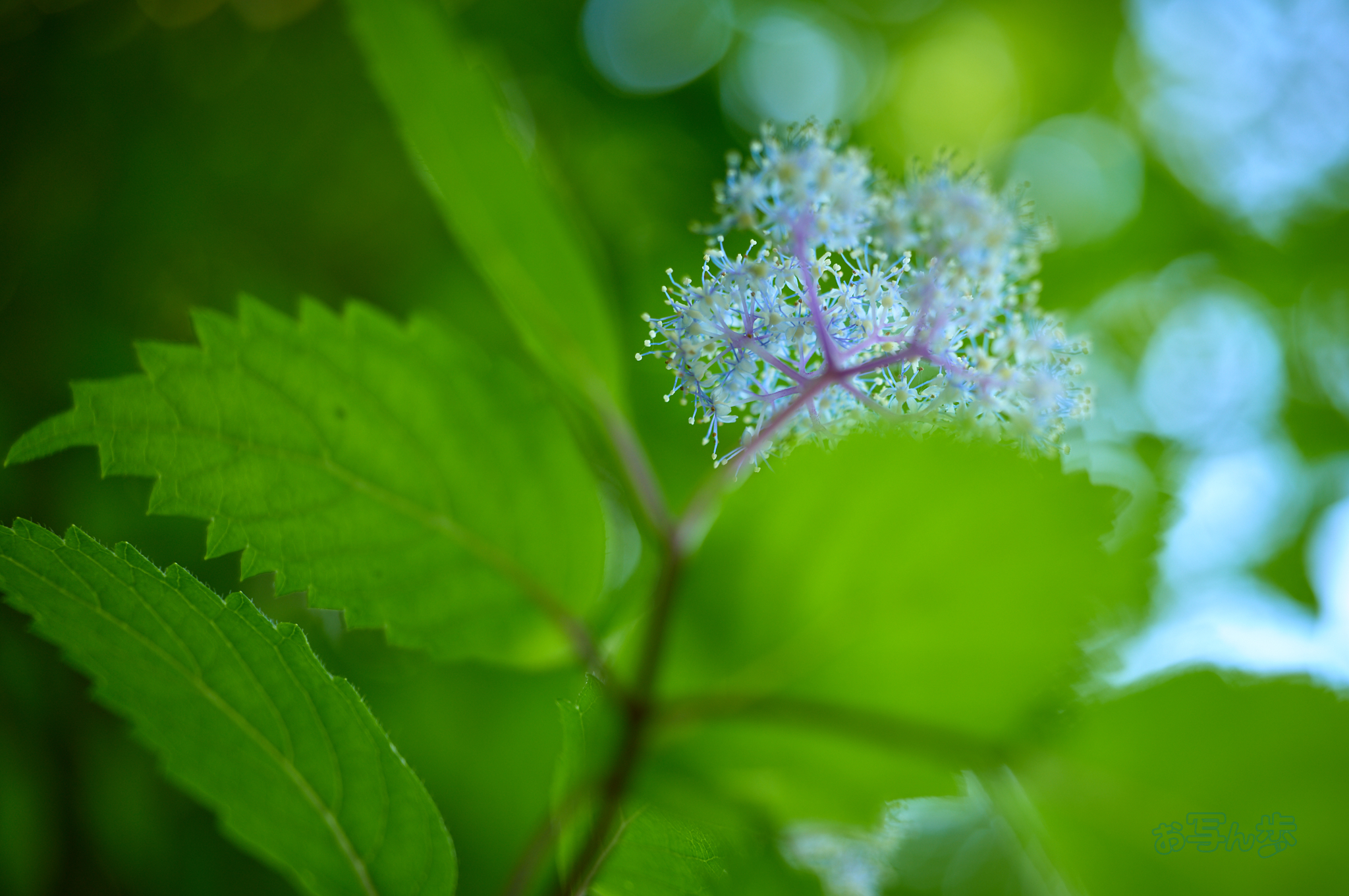 https://www.yaotomi.co.jp/blog/walk/SDIM7626co%2C35%20mm%2CF1.8%2Ciso100%28DNG%29.jpg