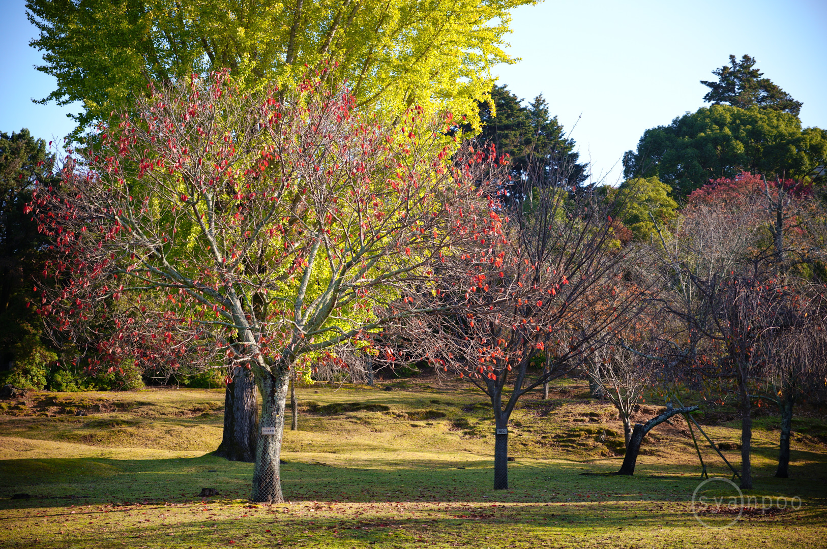 https://www.yaotomi.co.jp/blog/walk/SDIM7640%2C50%20mm%2CF2.8%2Ciso100%28JPEG%29.jpg