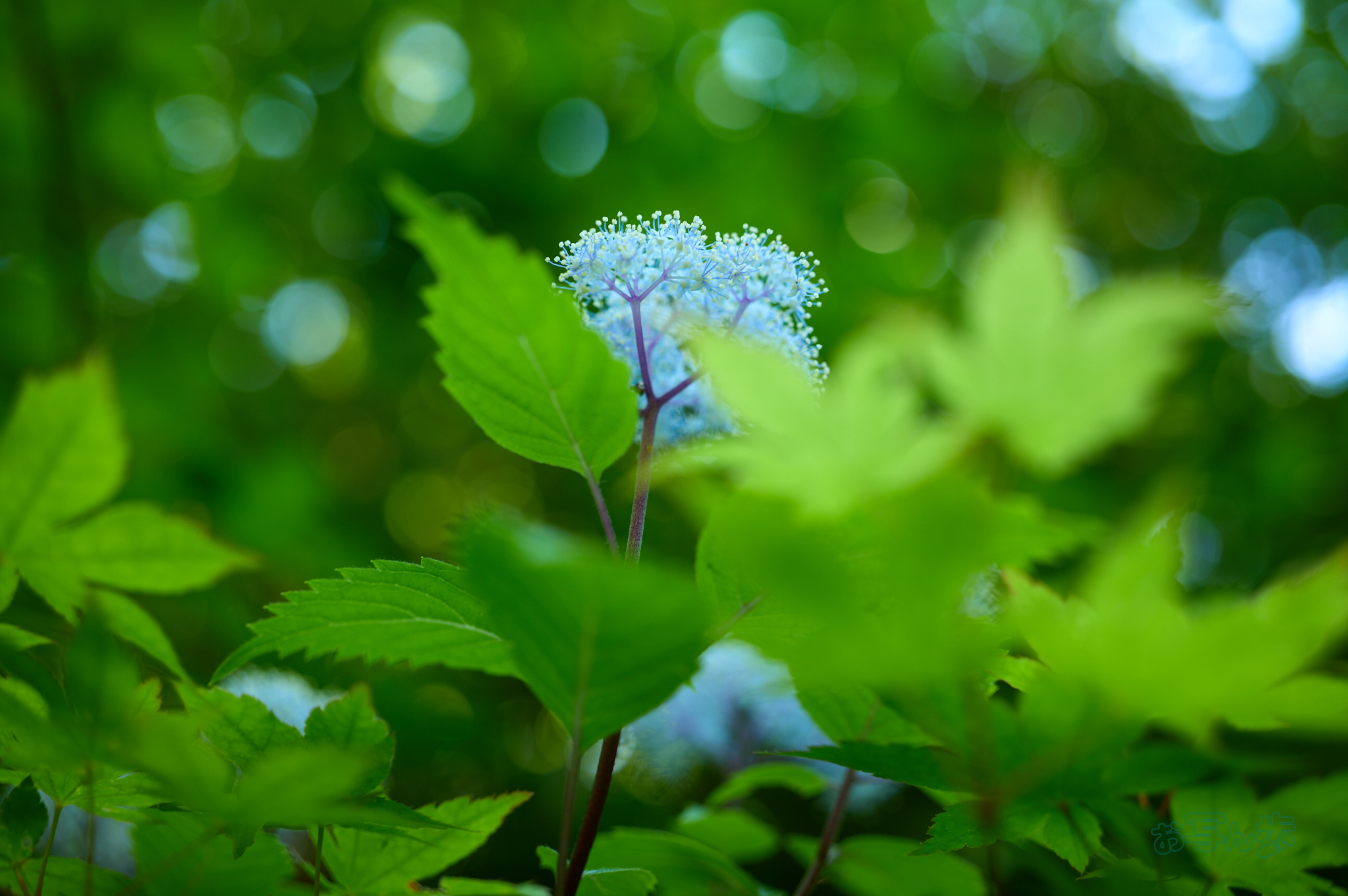 https://www.yaotomi.co.jp/blog/walk/SDIM7642co%2C35%20mm%2CF2.5%2Ciso100%28DNG%29.jpg