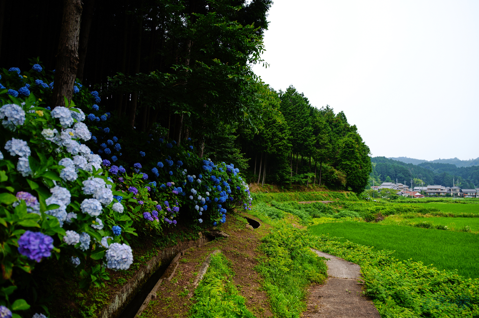 https://www.yaotomi.co.jp/blog/walk/SDIM7682%2C17%20mm%2CF1.8%2C1-3200%20%E7%A7%92%2Ciso100%28JPEG%29.jpg
