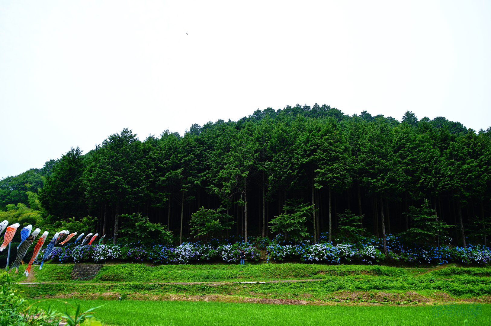 https://www.yaotomi.co.jp/blog/walk/SDIM7685%2C17%20mm%2CF1.8%2C1-3200%20%E7%A7%92%2Ciso100%28JPEG%29.jpg
