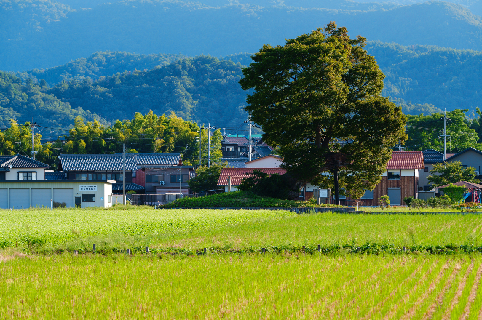 https://www.yaotomi.co.jp/blog/walk/SDIM7694%2C187%20mm%2CF8%2Ciso160%28JPEG%29%201.jpg