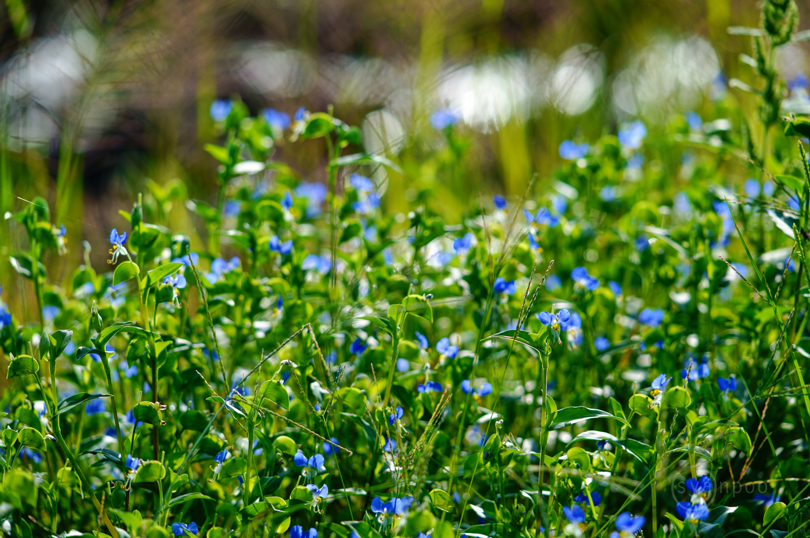 https://www.yaotomi.co.jp/blog/walk/SDIM7705%2C307%20mm%2CF5.8%2Ciso100%28JPEG%29.jpg