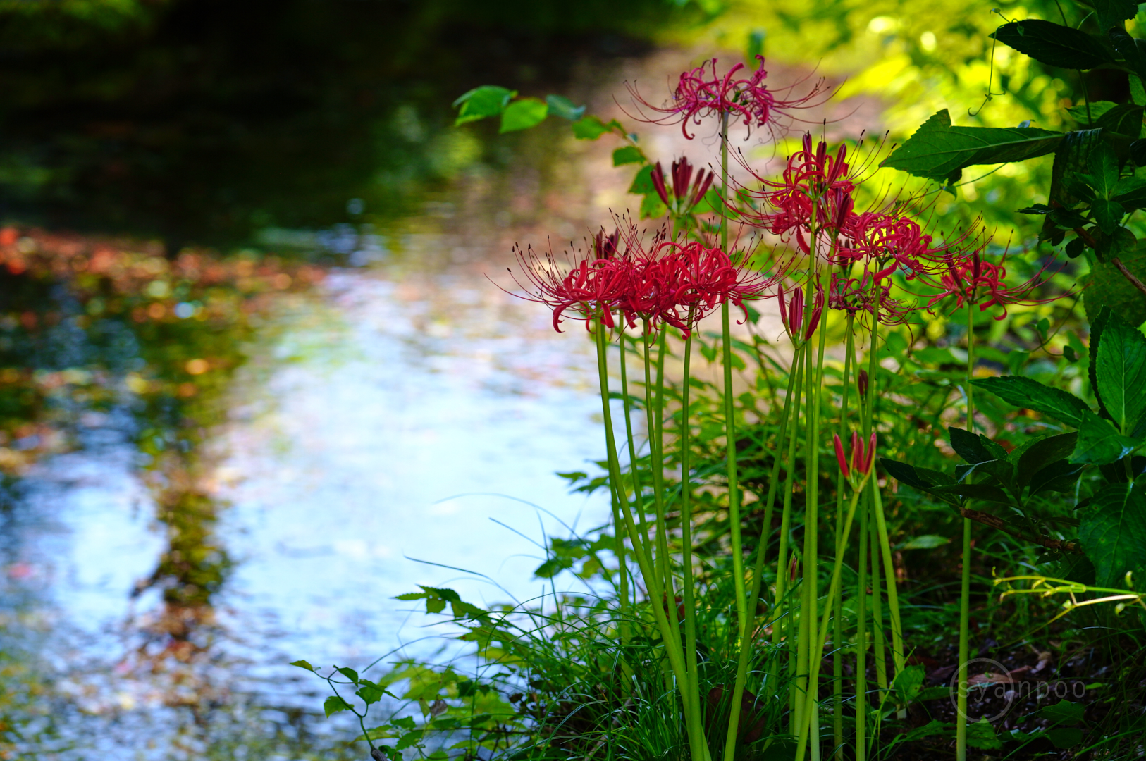 https://www.yaotomi.co.jp/blog/walk/SDIM7854%2C189%20mm%2CF8%2Ciso1000%28JPEG%29%201.jpg