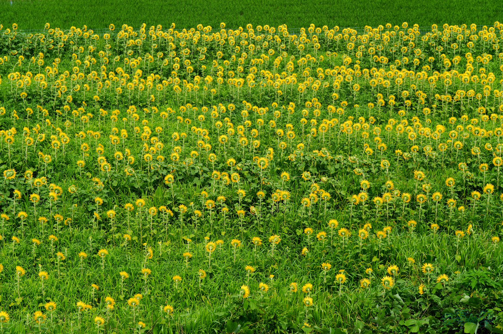https://www.yaotomi.co.jp/blog/walk/SDIM7901%2C40%20mm%2CF5%2C1-800%20%E7%A7%92%2Ciso100%28JPEG%29.jpg