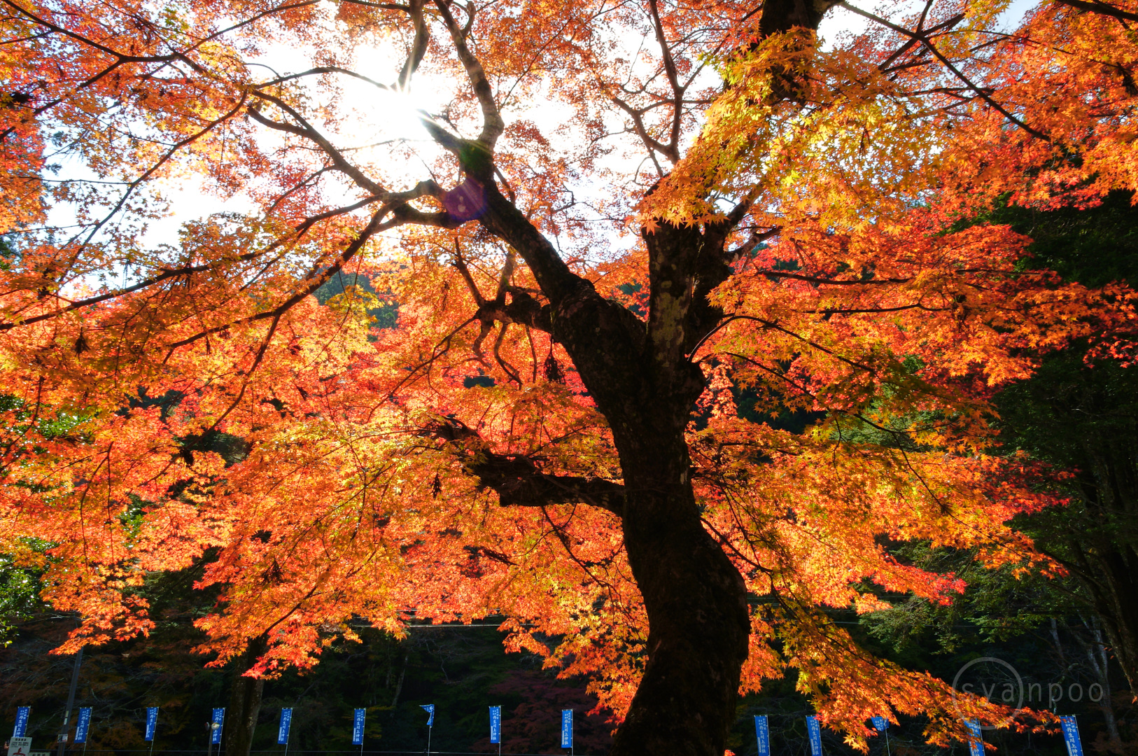 https://www.yaotomi.co.jp/blog/walk/SDIM7913%2C18%20mm%2CF22%2Ciso200%28JPEG%29.jpg