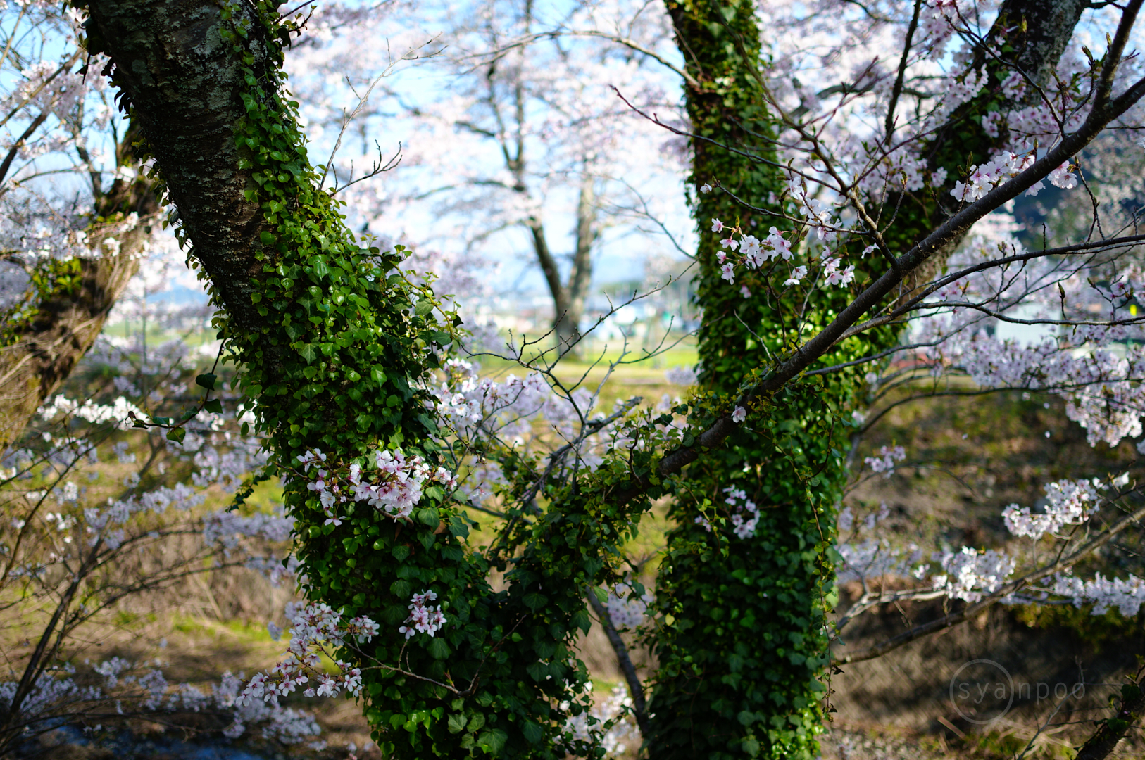 https://www.yaotomi.co.jp/blog/walk/SDIM7983%2C23%20mm%2CF1.4%2Ciso100%28JPEG%29.jpg