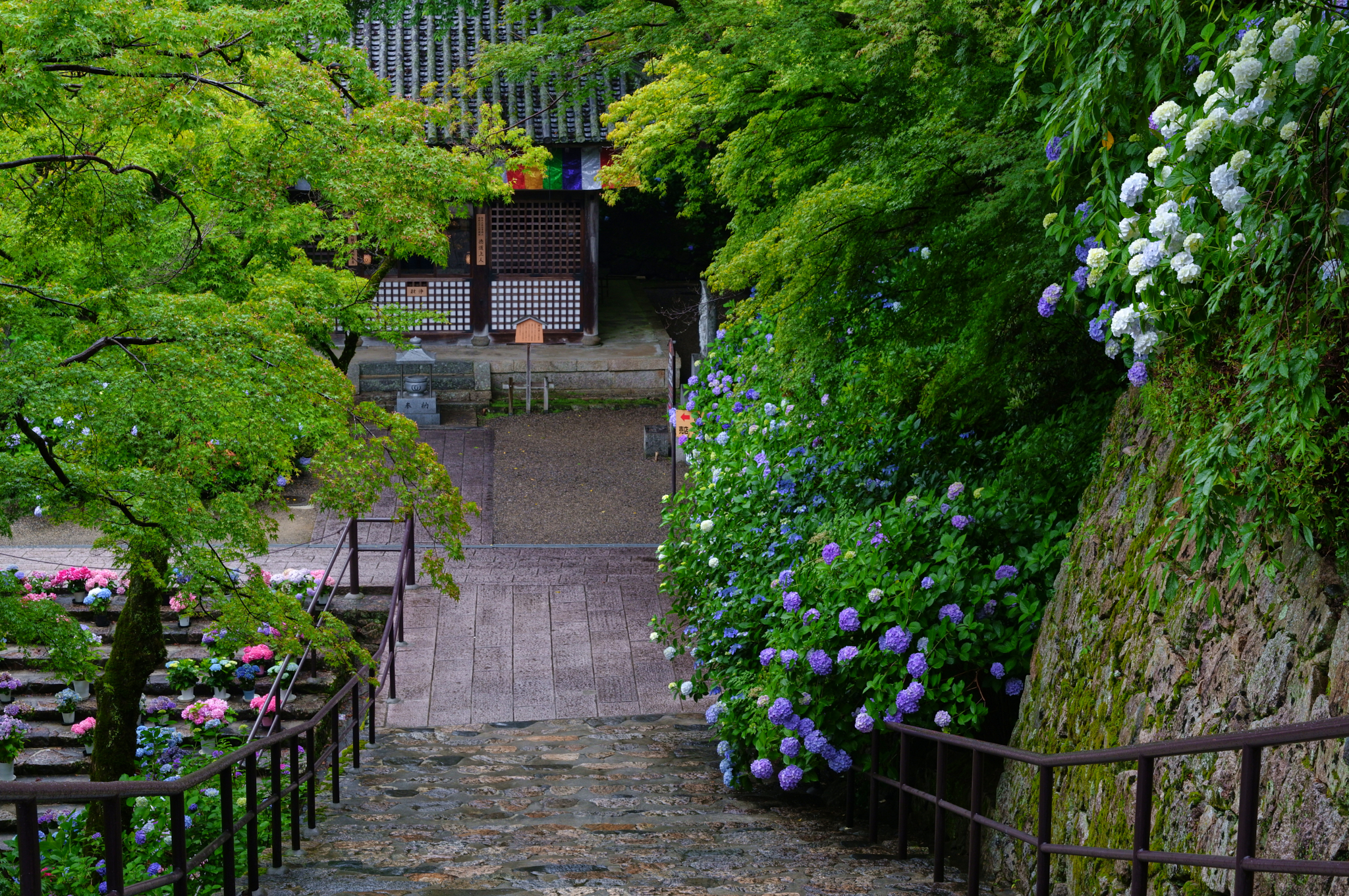 https://www.yaotomi.co.jp/blog/walk/SDIM7989co%2C65%20mm%2CF11%2Ciso640%2CSIGMA%20fp%20L.jpg