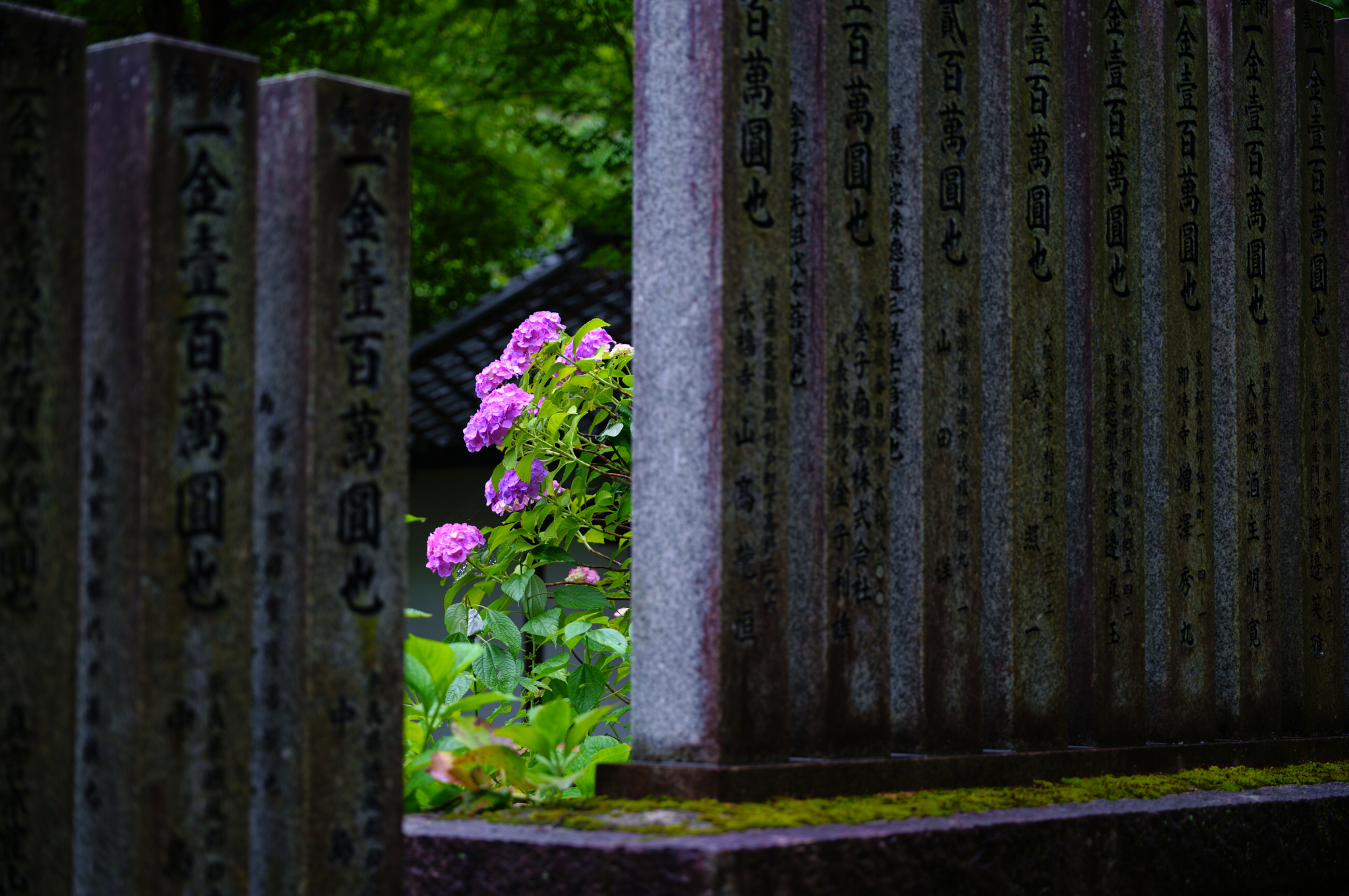 https://www.yaotomi.co.jp/blog/walk/SDIM7998co%2C73%20mm%2CF2.8%2Ciso100%2CSIGMA%20fp%20L.jpg