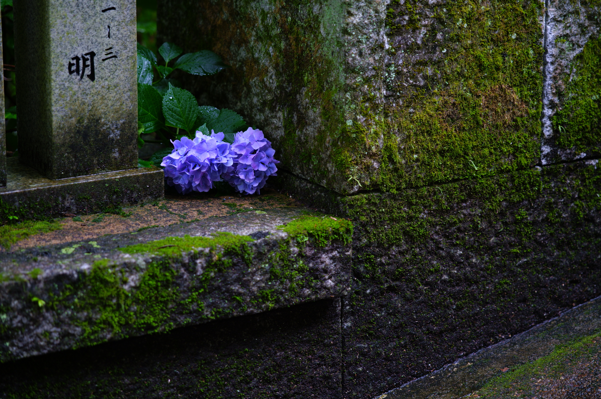 https://www.yaotomi.co.jp/blog/walk/SDIM8020co%2C105%20mm%2CF2.8%2Ciso400%2CSIGMA%20fp%20L.jpg