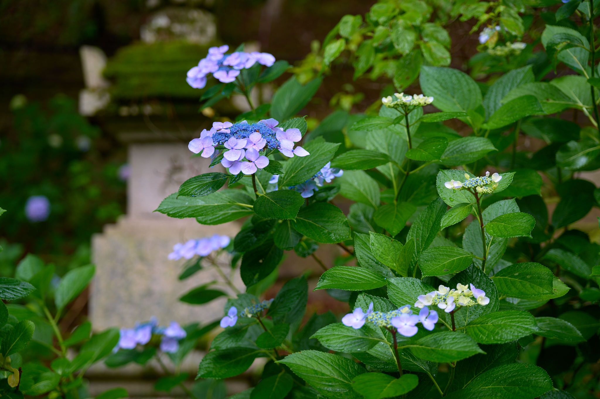 https://www.yaotomi.co.jp/blog/walk/SDIM8037co%2C71%20mm%2CF2.8%2Ciso100%2CSIGMA%20fp%20L.jpg