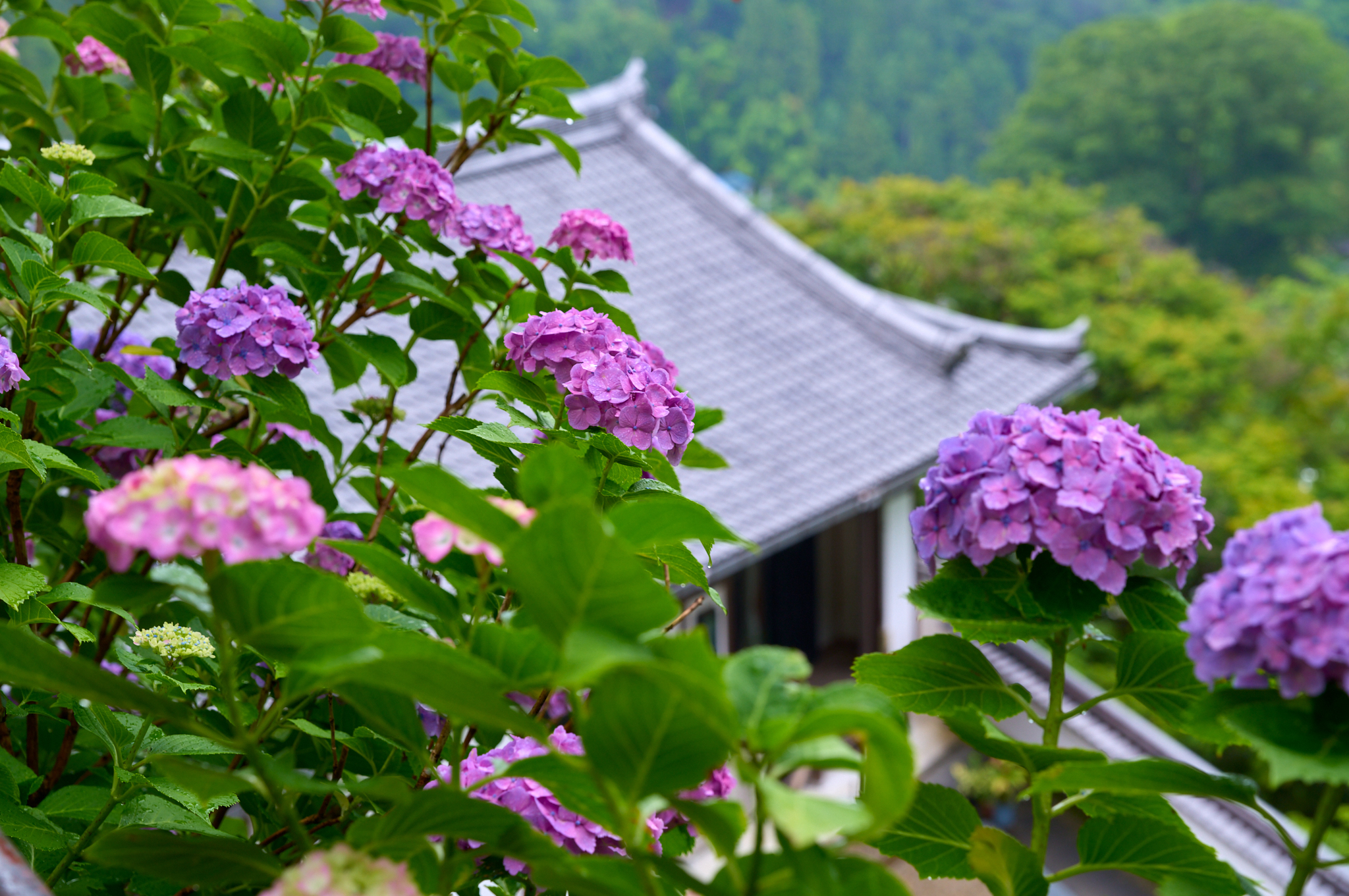 https://www.yaotomi.co.jp/blog/walk/SDIM8082co%2C81%20mm%2CF7.1%2Ciso400%2CSIGMA%20fp%20L.jpg