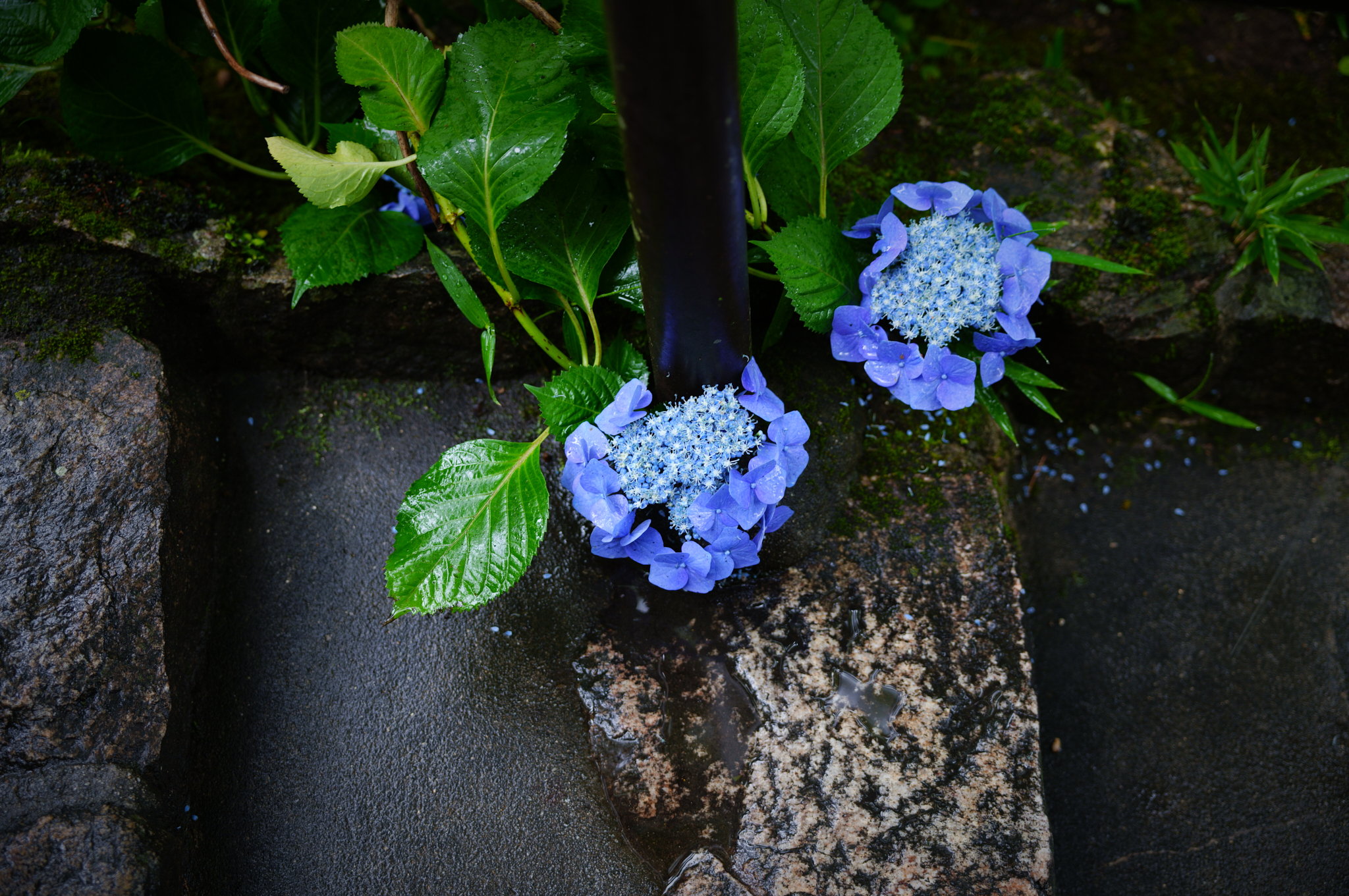 https://www.yaotomi.co.jp/blog/walk/SDIM8121co%2C50%20mm%2CF2.8%2Ciso125%2CSIGMA%20fp%20L.jpg