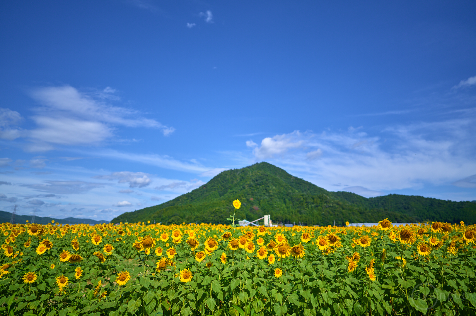 https://www.yaotomi.co.jp/blog/walk/SDIM8127%2C20%20mm%2CF1.4%2Ciso100%28DNG%29.jpg