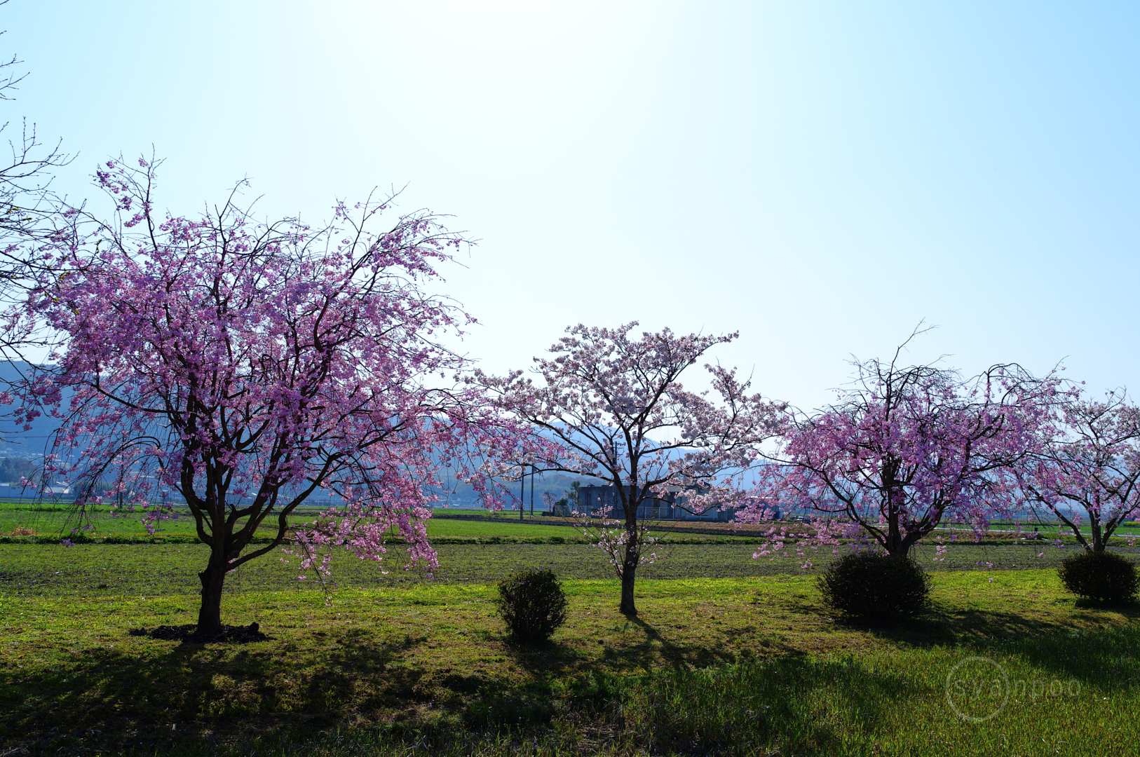 https://www.yaotomi.co.jp/blog/walk/SDIM8132%2C23%20mm%2CF5.6%2Ciso100%28JPEG%29.jpg