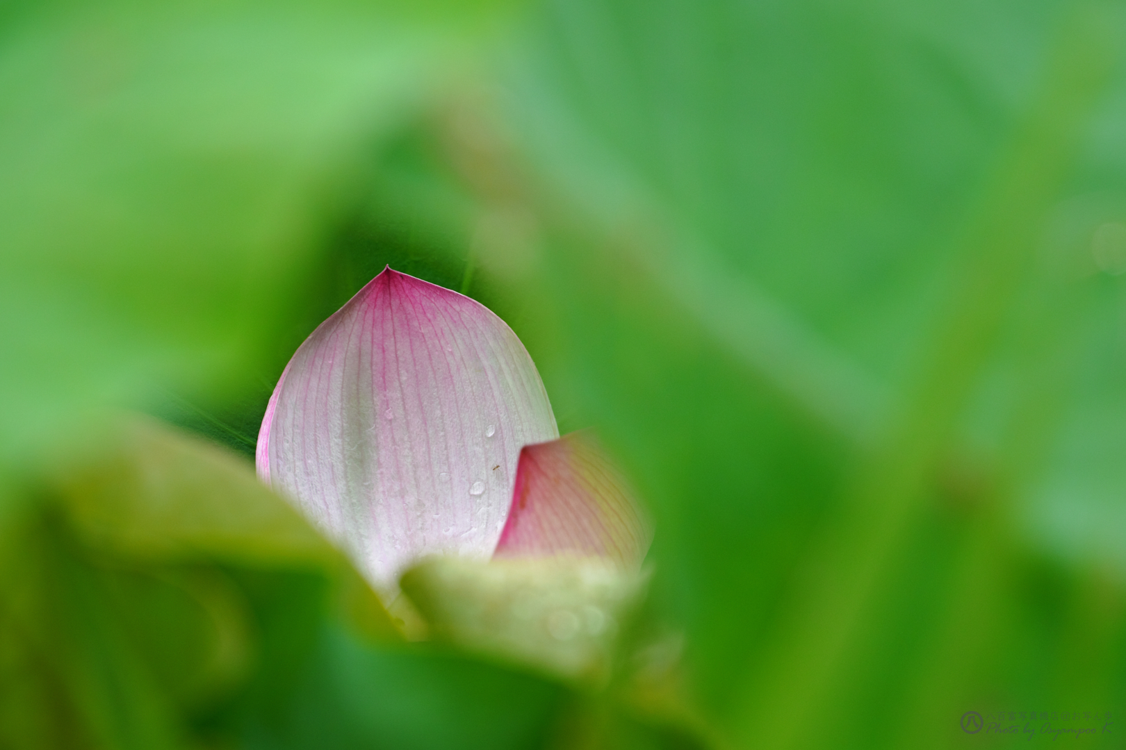 https://www.yaotomi.co.jp/blog/walk/SDIM8143yaotomi%2CSIGMA%20fp_800%20mm%201.jpg