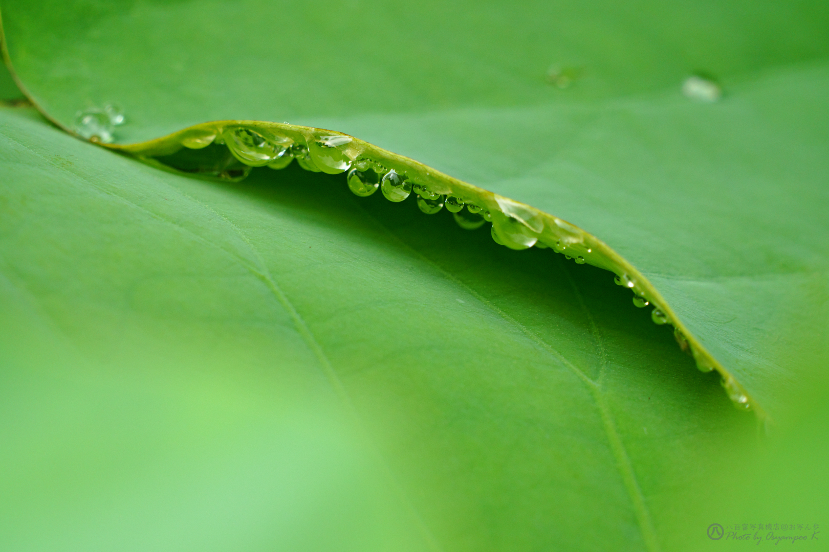 https://www.yaotomi.co.jp/blog/walk/SDIM8180yaotomi%2CSIGMA%20fp_800%20mm.jpg