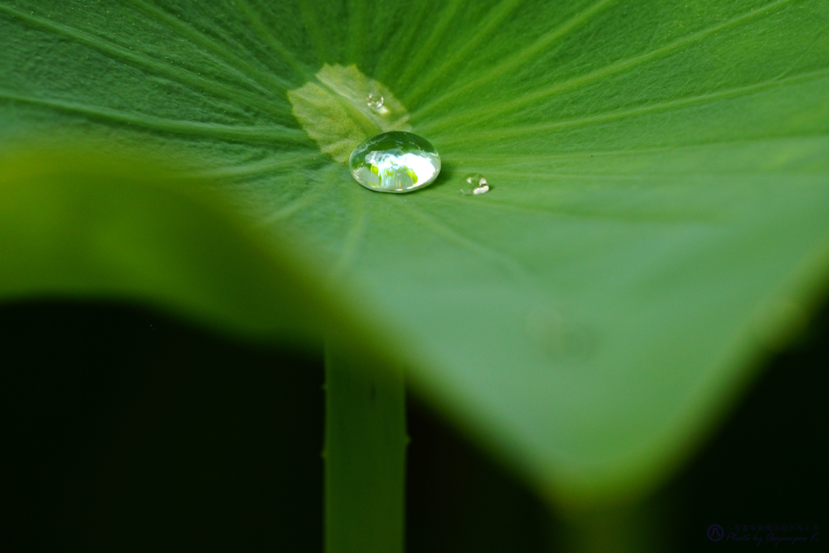 https://www.yaotomi.co.jp/blog/walk/SDIM8184yaotomi%2CSIGMA%20fp_800%20mm.jpg