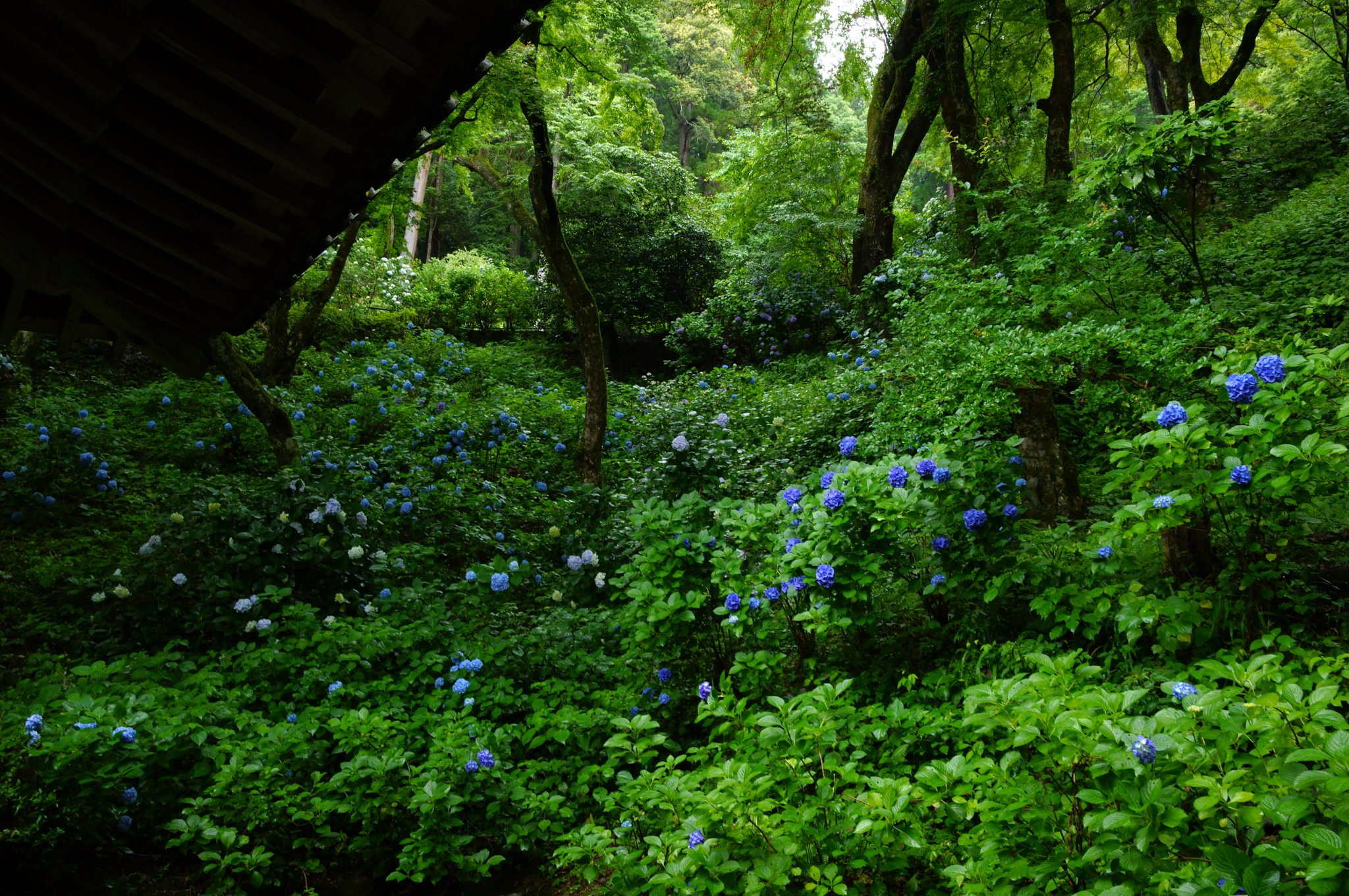 https://www.yaotomi.co.jp/blog/walk/SDIM8188co%2C28%20mm%2CF10%2Ciso1600%2CSIGMA%20fp%20L.jpg