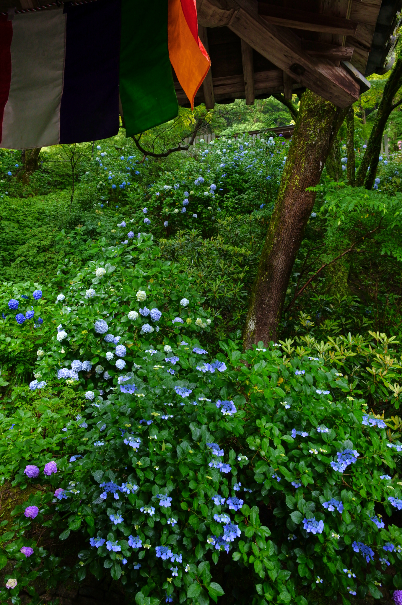 https://www.yaotomi.co.jp/blog/walk/SDIM8197co%2C30%20mm%2CF10%2Ciso1600%2CSIGMA%20fp%20L.jpg