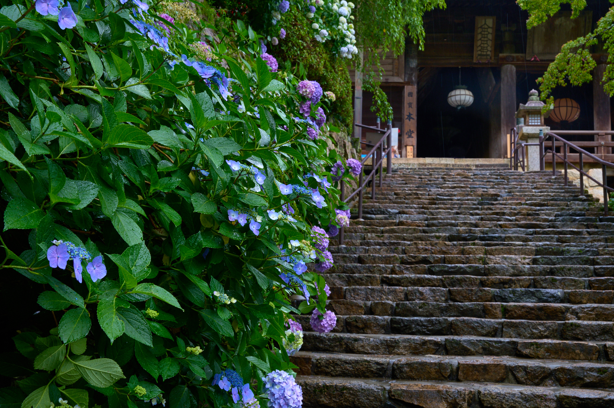https://www.yaotomi.co.jp/blog/walk/SDIM8239co%2C46%20mm%2CF13%2Ciso500%2CSIGMA%20fp%20L.jpg